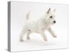 West Highland White Terrier Leaping-Mark Taylor-Stretched Canvas