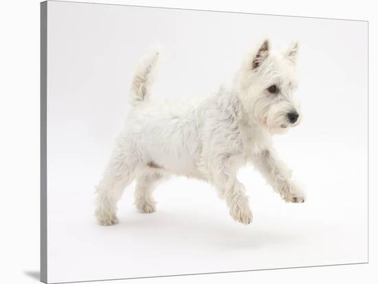 West Highland White Terrier Leaping-Mark Taylor-Stretched Canvas