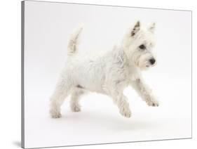 West Highland White Terrier Leaping-Mark Taylor-Stretched Canvas