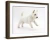 West Highland White Terrier Leaping-Mark Taylor-Framed Photographic Print