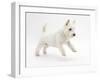 West Highland White Terrier Leaping-Mark Taylor-Framed Photographic Print