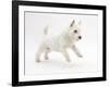 West Highland White Terrier Leaping-Mark Taylor-Framed Photographic Print