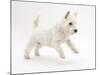 West Highland White Terrier Leaping-Mark Taylor-Mounted Photographic Print