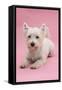 West Highland White Terrier Lying Against a Pink Background-Mark Taylor-Framed Stretched Canvas