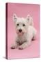 West Highland White Terrier Lying Against a Pink Background-Mark Taylor-Stretched Canvas