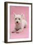 West Highland White Terrier Lying Against a Pink Background-Mark Taylor-Framed Photographic Print