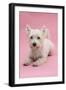 West Highland White Terrier Lying Against a Pink Background-Mark Taylor-Framed Photographic Print