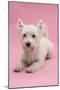 West Highland White Terrier Lying Against a Pink Background-Mark Taylor-Mounted Photographic Print
