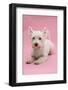 West Highland White Terrier Lying Against a Pink Background-Mark Taylor-Framed Photographic Print