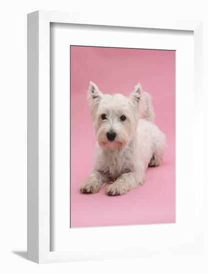 West Highland White Terrier Lying Against a Pink Background-Mark Taylor-Framed Photographic Print