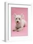 West Highland White Terrier Lying Against a Pink Background-Mark Taylor-Framed Photographic Print