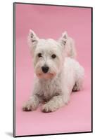 West Highland White Terrier Lying Against a Pink Background-Mark Taylor-Mounted Photographic Print