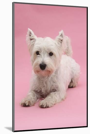 West Highland White Terrier Lying Against a Pink Background-Mark Taylor-Mounted Photographic Print