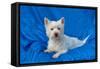 West Highland White Terrier Lying in Blue-Zandria Muench Beraldo-Framed Stretched Canvas