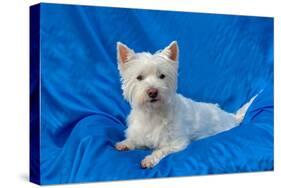 West Highland White Terrier Lying in Blue-Zandria Muench Beraldo-Stretched Canvas