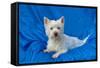 West Highland White Terrier Lying in Blue-Zandria Muench Beraldo-Framed Stretched Canvas