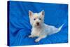 West Highland White Terrier Lying in Blue-Zandria Muench Beraldo-Stretched Canvas