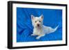 West Highland White Terrier Lying in Blue-Zandria Muench Beraldo-Framed Photographic Print