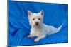 West Highland White Terrier Lying in Blue-Zandria Muench Beraldo-Mounted Photographic Print