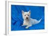 West Highland White Terrier Lying in Blue-Zandria Muench Beraldo-Framed Photographic Print