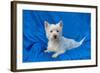 West Highland White Terrier Lying in Blue-Zandria Muench Beraldo-Framed Photographic Print