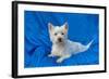 West Highland White Terrier Lying in Blue-Zandria Muench Beraldo-Framed Photographic Print