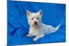 West Highland White Terrier Lying in Blue-Zandria Muench Beraldo-Mounted Photographic Print