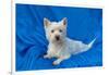 West Highland White Terrier Lying in Blue-Zandria Muench Beraldo-Framed Photographic Print