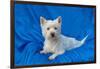 West Highland White Terrier Lying in Blue-Zandria Muench Beraldo-Framed Photographic Print