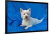 West Highland White Terrier Lying in Blue-Zandria Muench Beraldo-Framed Photographic Print