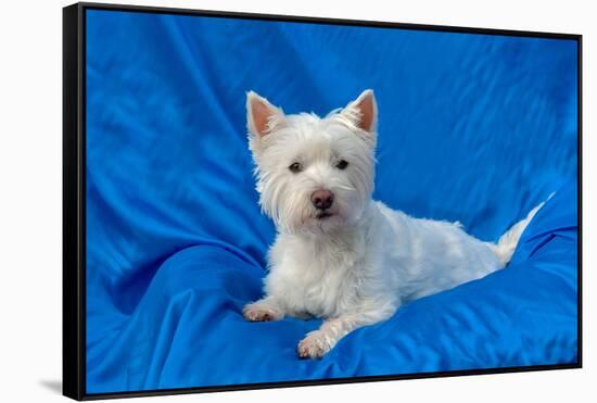 West Highland White Terrier Lying in Blue-Zandria Muench Beraldo-Framed Stretched Canvas