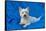 West Highland White Terrier Lying in Blue-Zandria Muench Beraldo-Framed Stretched Canvas