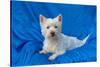 West Highland White Terrier Lying in Blue-Zandria Muench Beraldo-Stretched Canvas