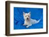 West Highland White Terrier Lying in Blue-Zandria Muench Beraldo-Framed Photographic Print