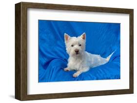 West Highland White Terrier Lying in Blue-Zandria Muench Beraldo-Framed Photographic Print