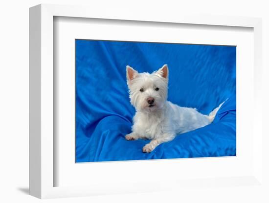 West Highland White Terrier Lying in Blue-Zandria Muench Beraldo-Framed Photographic Print