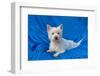 West Highland White Terrier Lying in Blue-Zandria Muench Beraldo-Framed Photographic Print