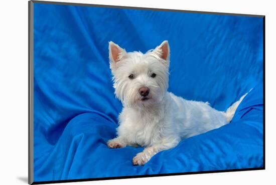 West Highland White Terrier Lying in Blue-Zandria Muench Beraldo-Mounted Photographic Print