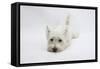 West Highland White Terrier Lying Stretched Out with Her Chin on the Floor-Mark Taylor-Framed Stretched Canvas