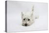 West Highland White Terrier Lying Stretched Out with Her Chin on the Floor-Mark Taylor-Stretched Canvas