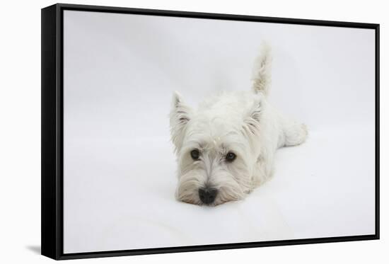 West Highland White Terrier Lying Stretched Out with Her Chin on the Floor-Mark Taylor-Framed Stretched Canvas