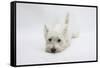 West Highland White Terrier Lying Stretched Out with Her Chin on the Floor-Mark Taylor-Framed Stretched Canvas
