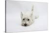 West Highland White Terrier Lying Stretched Out with Her Chin on the Floor-Mark Taylor-Stretched Canvas