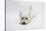 West Highland White Terrier Lying Stretched Out with Her Chin on the Floor-Mark Taylor-Stretched Canvas