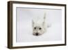 West Highland White Terrier Lying Stretched Out with Her Chin on the Floor-Mark Taylor-Framed Photographic Print