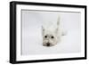 West Highland White Terrier Lying Stretched Out with Her Chin on the Floor-Mark Taylor-Framed Photographic Print