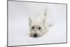 West Highland White Terrier Lying Stretched Out with Her Chin on the Floor-Mark Taylor-Mounted Photographic Print