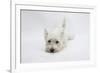 West Highland White Terrier Lying Stretched Out with Her Chin on the Floor-Mark Taylor-Framed Photographic Print