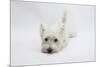 West Highland White Terrier Lying Stretched Out with Her Chin on the Floor-Mark Taylor-Mounted Photographic Print
