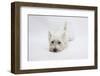 West Highland White Terrier Lying Stretched Out with Her Chin on the Floor-Mark Taylor-Framed Photographic Print